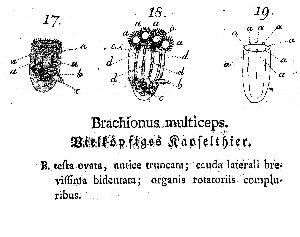 Schrank, F (1793): Der Naturforscher, Halle 27 p.30, pl.3, figs.16-19